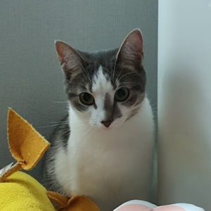 Meet your Posher, Moon